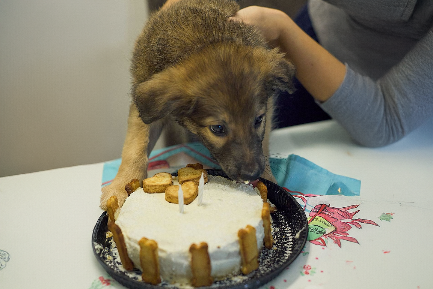 Bolo de Aniversário - Para Cães e Gatos