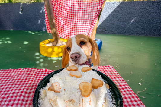 Bolo de Aniversário - Para Cães e Gatos