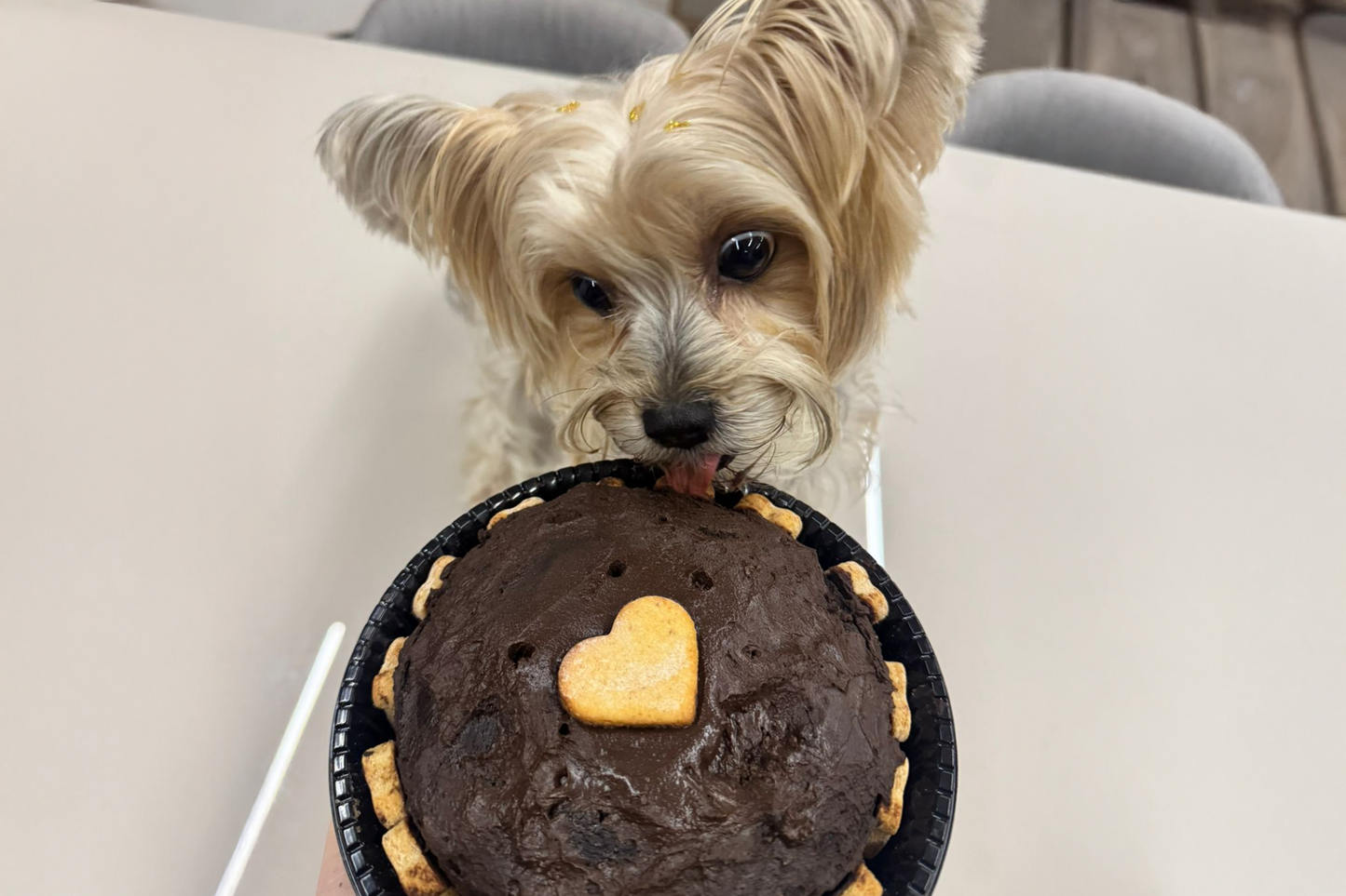 Bolo de Aniversário - Para Cães e Gatos