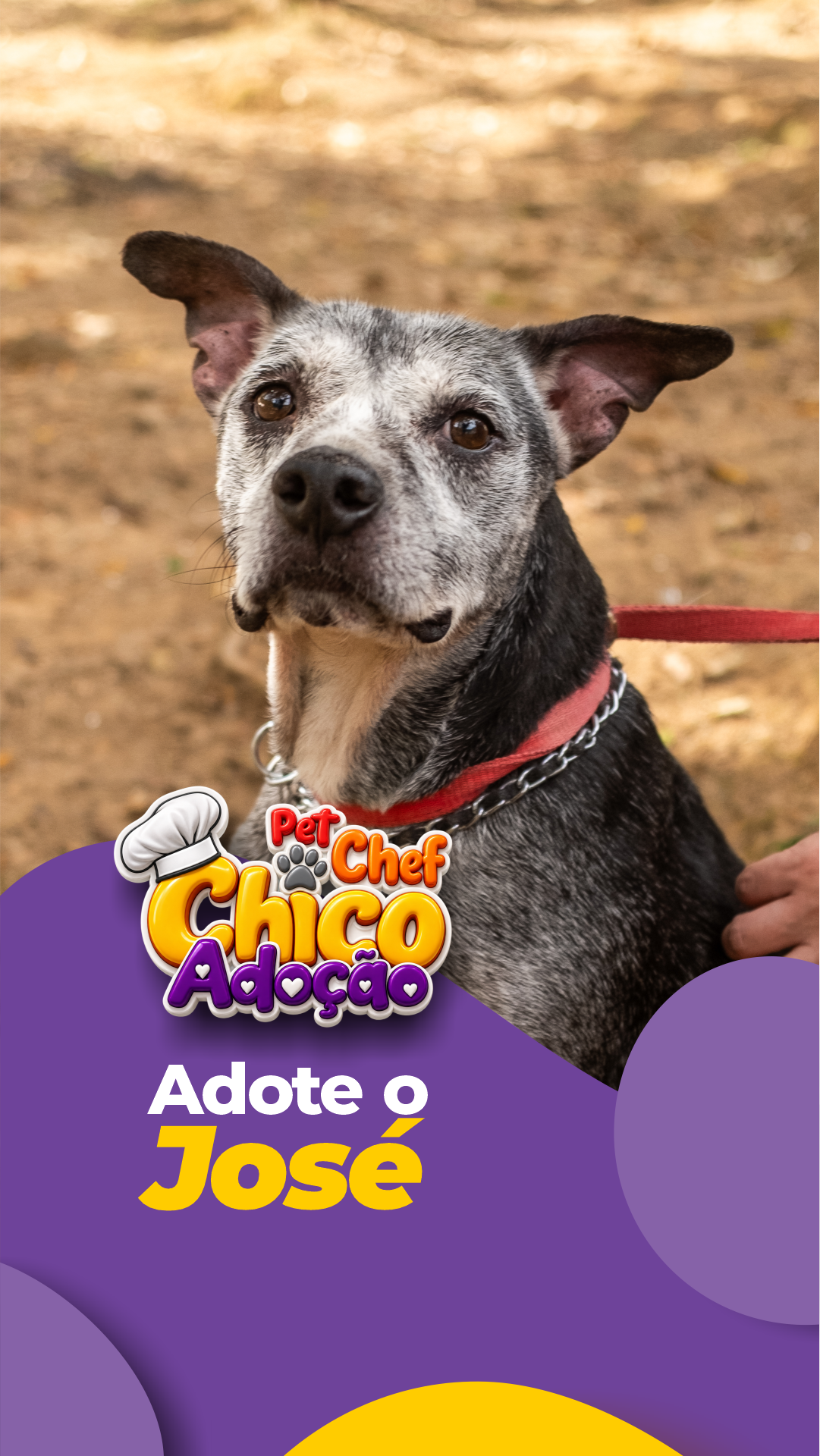 ADOTE OU APADRINHE O JOSÉ 💛🐶