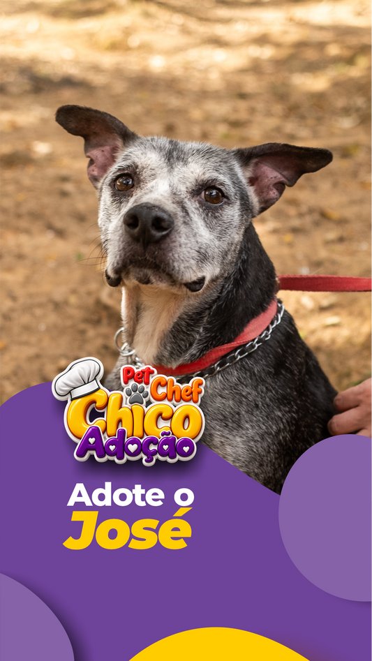 ADOTE OU APADRINHE O JOSÉ 💛🐶