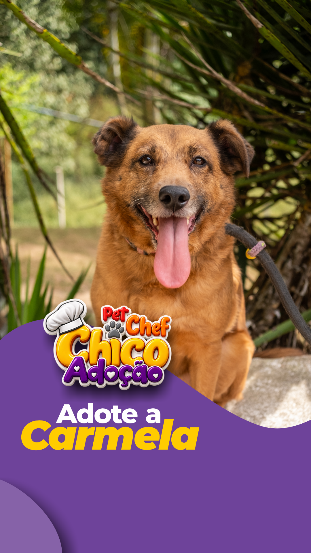 ADOTE OU APADRINHE A CARMELA 💛🐶