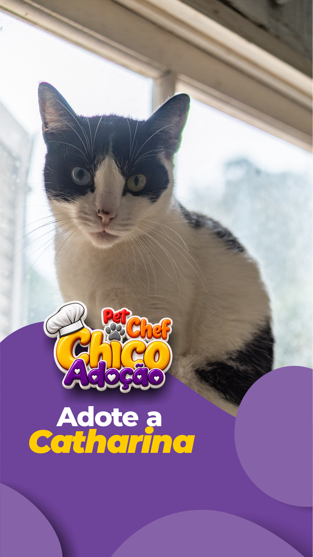 ADOTE OU APADRINHE A CATARINA 🖤🤍🐱