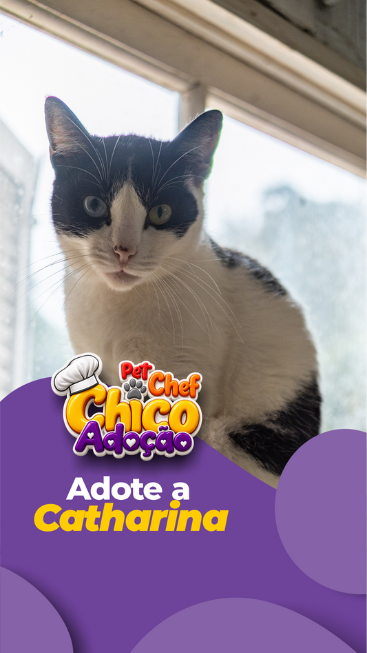 ADOTE OU APADRINHE A CATARINA 🖤🤍🐱