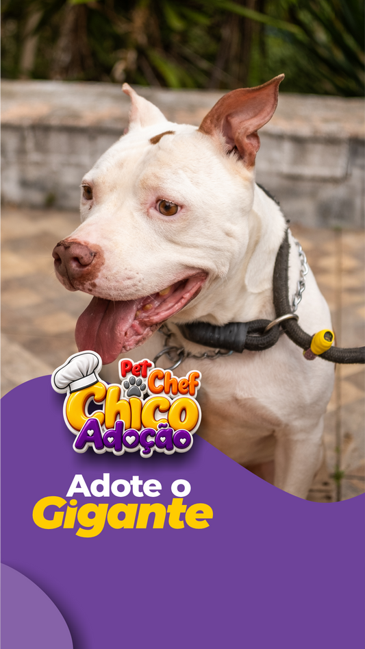 ADOTE OU APADRINHE O GIGANTE 💛🐶