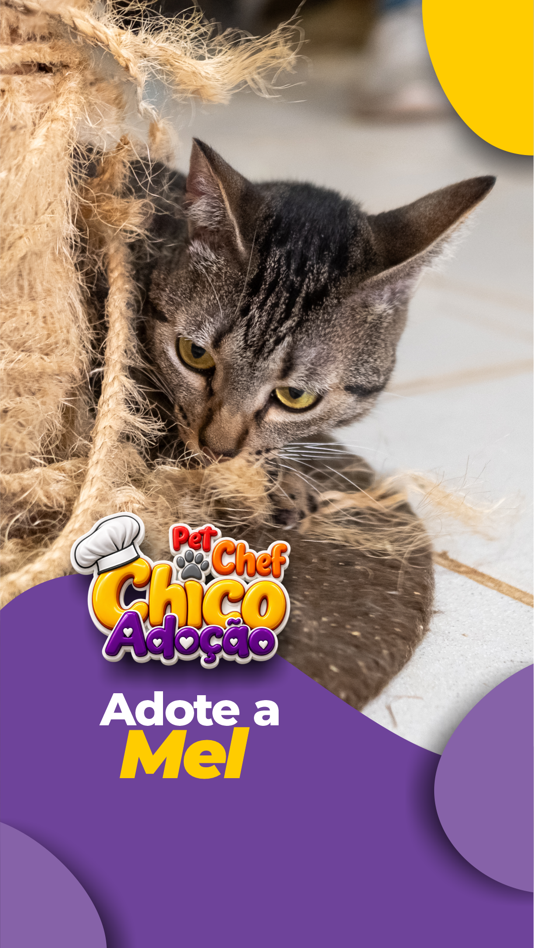 ADOTE OU APADRINHE A MEL 🩷🐱