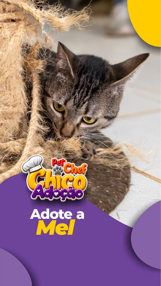ADOTE OU APADRINHE A MEL 🩷🐱