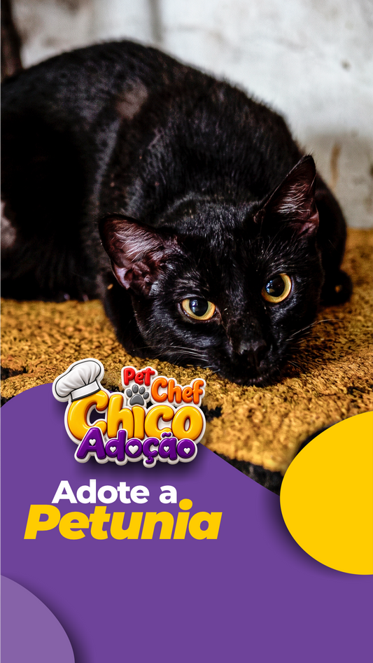 ADOTE OU APADRINHE A PETÚNIA 🖤🐱