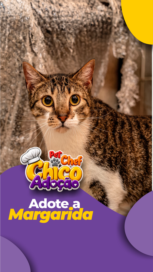 ADOTE OU APADRINHE A MARGARIDA 🩷 🐱