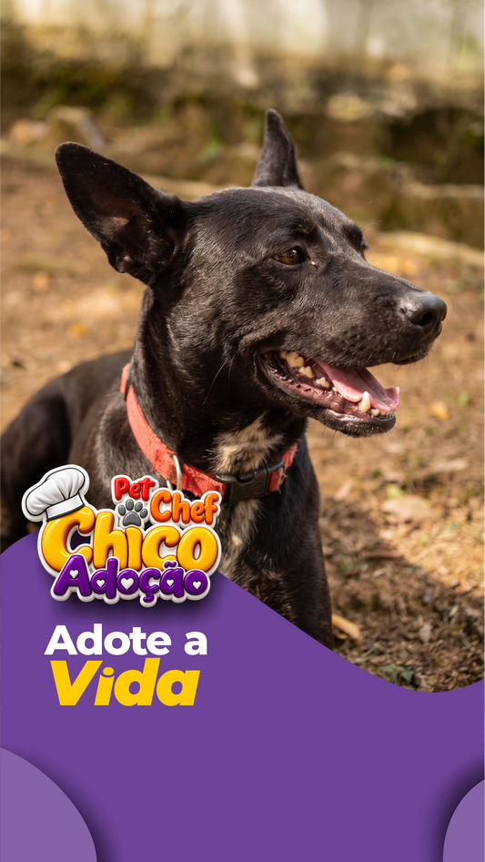 ADOTE OU APADRINHE VIDA ❤️🐶