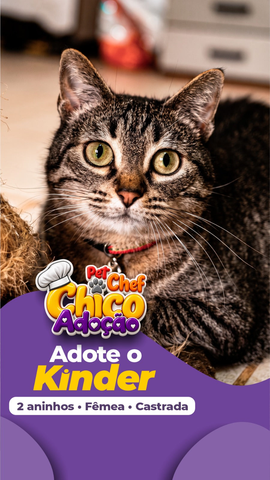ADOTE OU APADRINHE A KINDER 🩷🐱