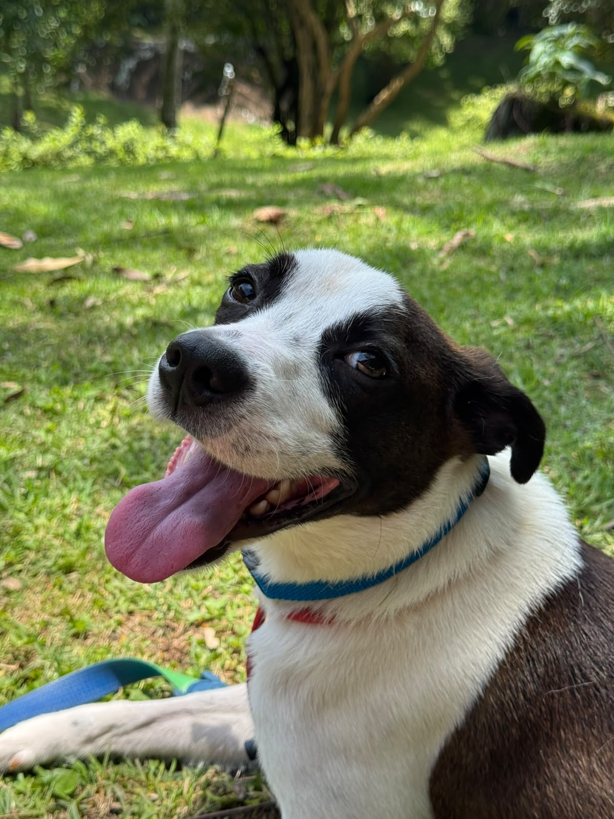 ADOTE OU APADRINHE O PINGO 💛🐶