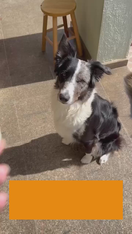 Beijinho de Coco -  Petisco Natural para Cães e Gatos