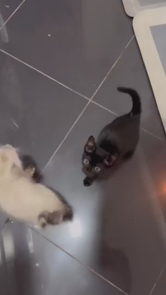 Marmita Gato Renal - Alimentação Natural para Gatos com Questões Renais