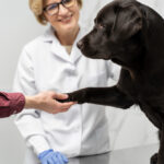 Linha Renal Cachorro: cuidado especial para cães com questões renais