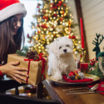 Com o Pet Chef Chico, seu melhor amigo também participa da Ceia de Natal!