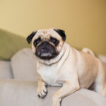 Dr Pug tem nutrição especial para cães com necessidades específicas