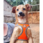 Dê ao pet resgatado a saúde que ele precisa com a Linha Resgate do Pet Chef Chico!