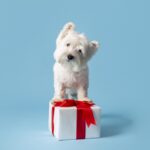 Abandono de pets cresce 30% após Natal e coloca protetores em alerta